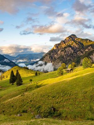 Wolf-Schaf-afbeelding11