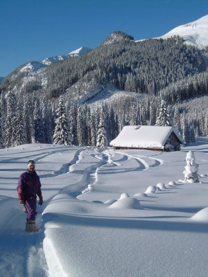 Wolf-Schaf-afbeelding20