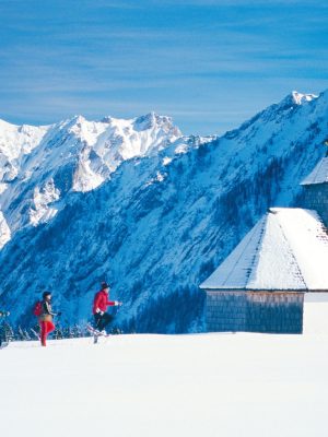 Wolf-Schaf-afbeelding21