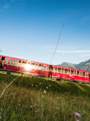 Wolf-Schaf-afbeelding3