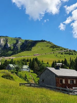 Wolf-Schaf-afbeelding4